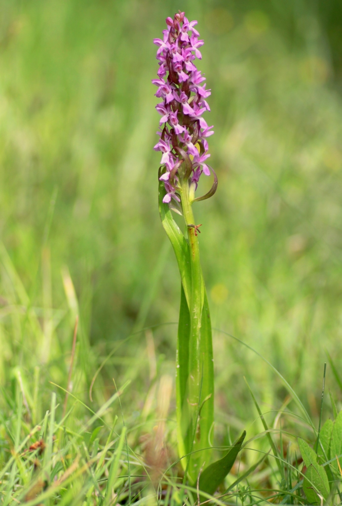 Dactylorhiza incarnata var. immaculata  Pescasseroli 21 giugno 2015